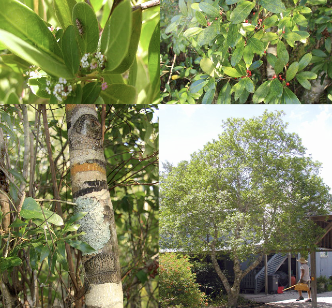 Dahoon Holly Ilex cassine — Florida Native Plants Nursery